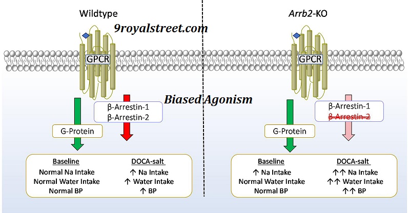 Biased Agonism Explanation